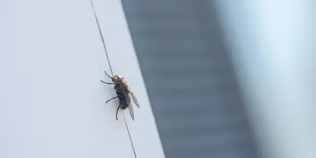 Zonele care atrag insectele în locuințe