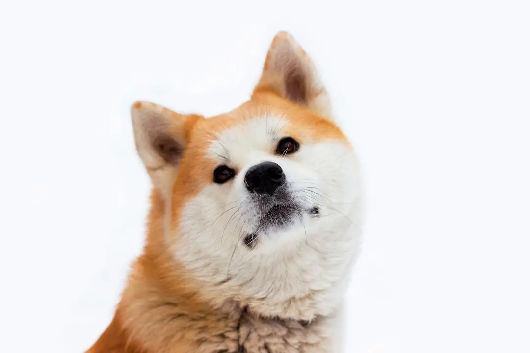 Shiba Inu Shows Bullish Trend as Billions of Tokens Leave Exchanges