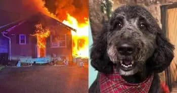Poodle Saves Owner's Life in Overnight House Fire