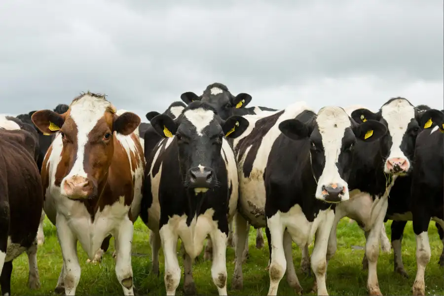 Biologische vleespakketten bestellen - Grasgevoerd natuurvlees van de boer - Vleeskopenbijdeboer.nl