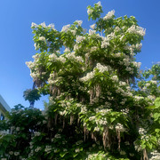 IMG 0414
