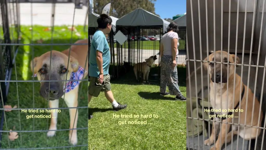 Rescue Dog's Big Day Ends in Disappointment