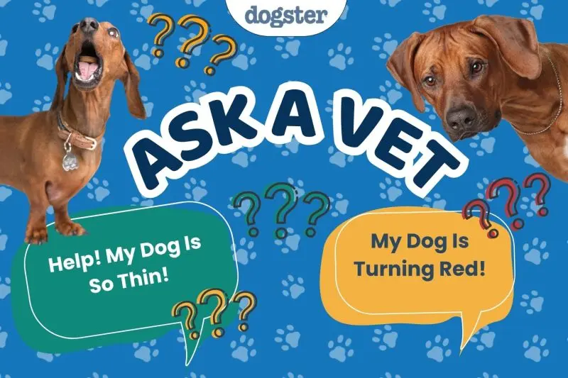 My Dog is Losing Weight: A Vet’s Advice