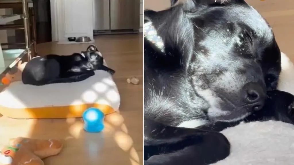 Rescue Dog's Peaceful Sleep Captures Hearts Online