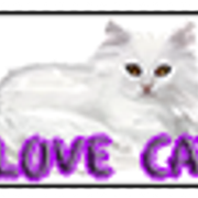 ccd-ilovecats