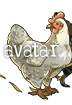 Chicken-Sig4.png