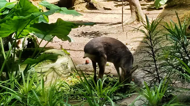 Zoo Negara11.webp