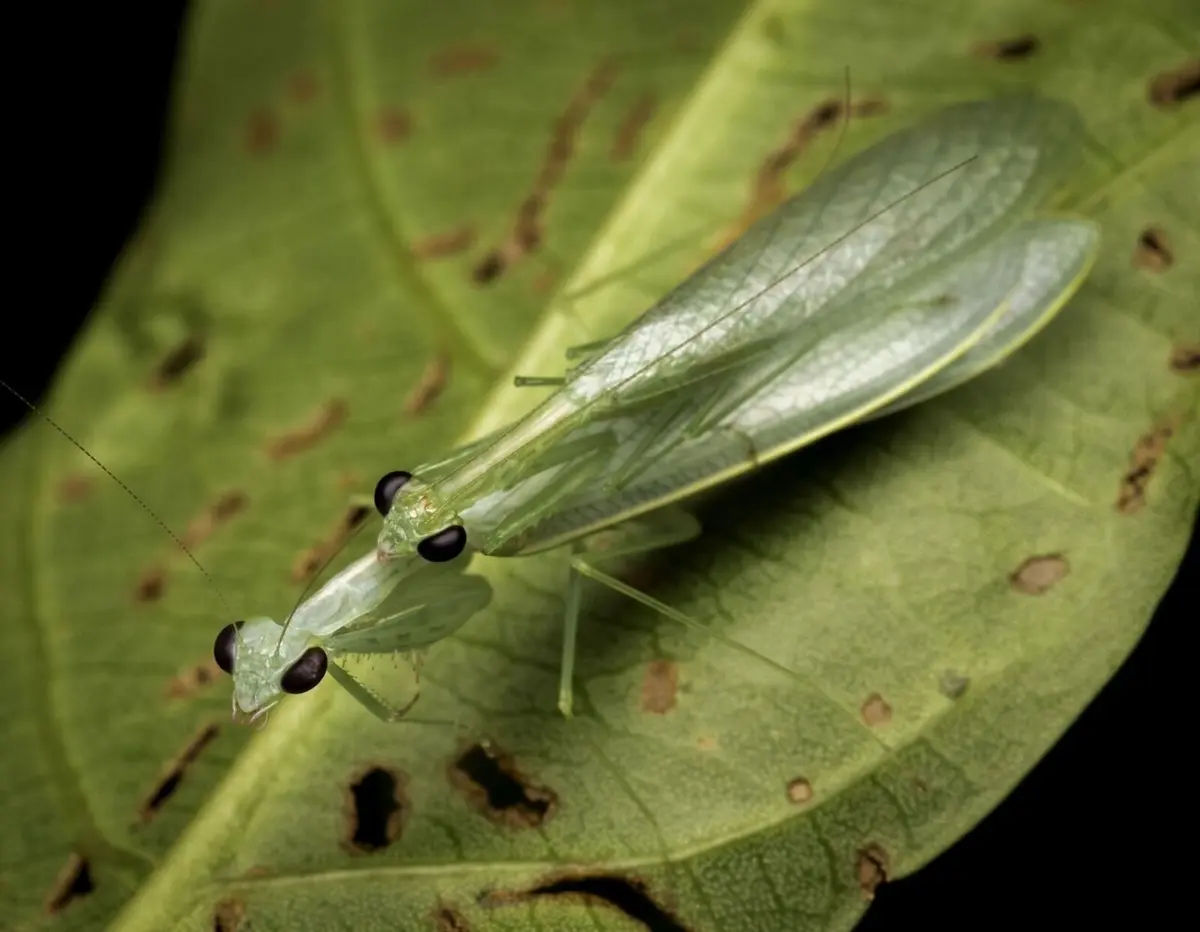 <title>New Leaf-Planking Praying Mantises Identified in Urban Areas</title>