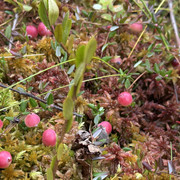 IMG 4768