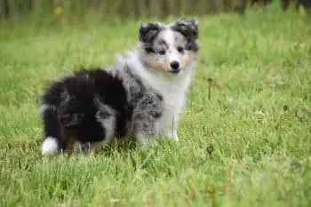 Top Supplements for Sheltie Puppies: Four Picks and One to Skip
