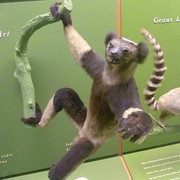 Indri