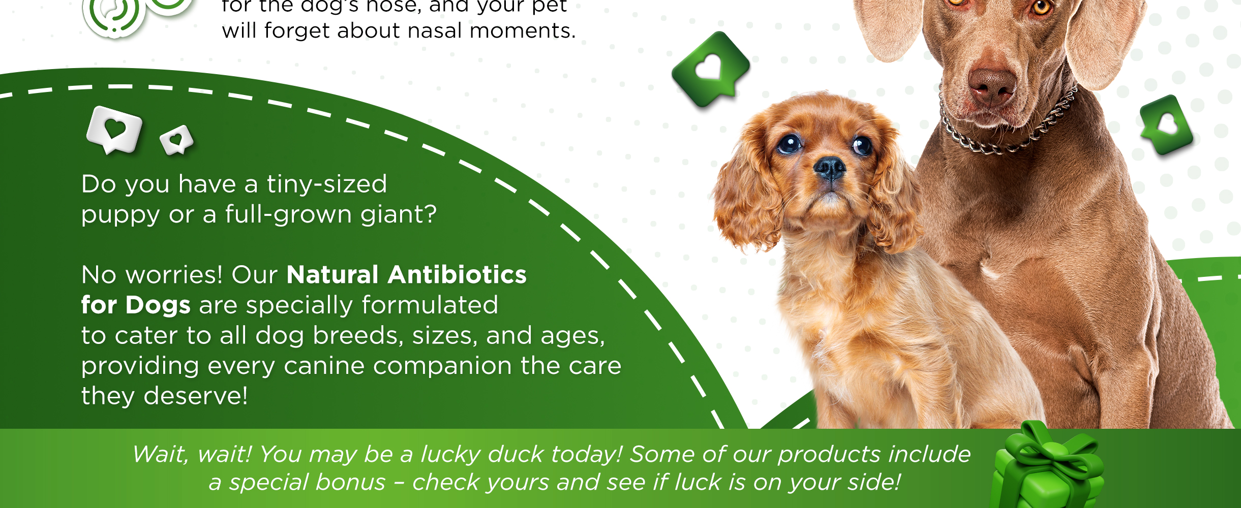 natural dog antibiotics pet antibiotics for dogs
