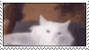 kittyy