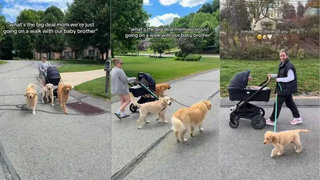 Golden Retrievers Join Family Walk Down Memory Lane
