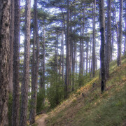 OLYMPUS-DIGITAL-CAMERA