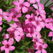 IMG-7685
