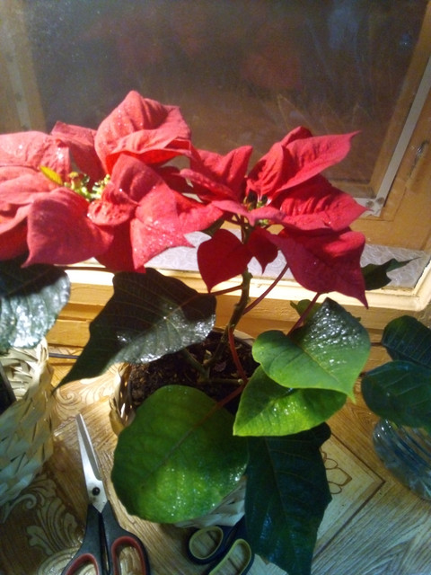 IMG-20220122-063558.jpg