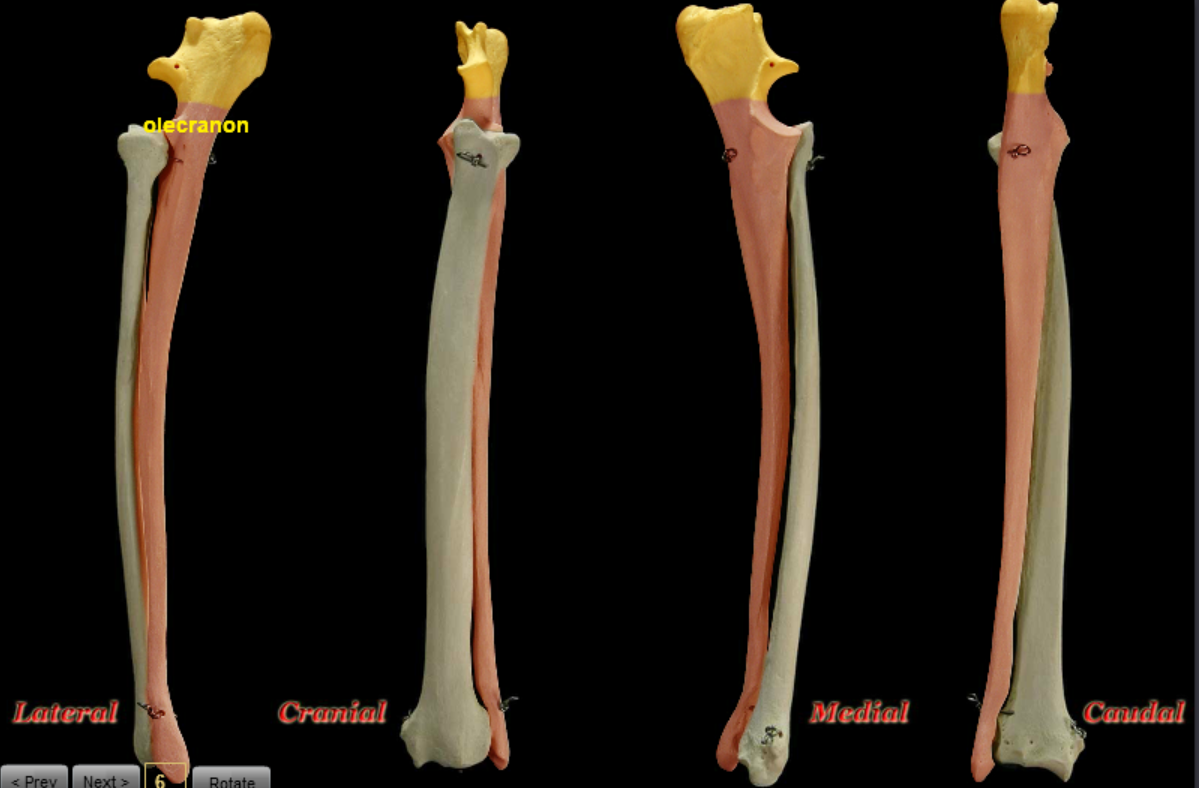 ulna-hond.png