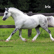 Fred-2-Iris