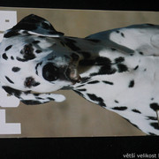 IMG-7754