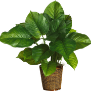 PLANT1