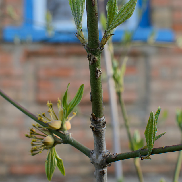 DSC1006.jpg