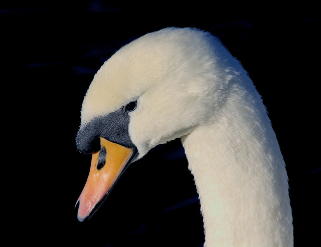 IMGP9664.jpg