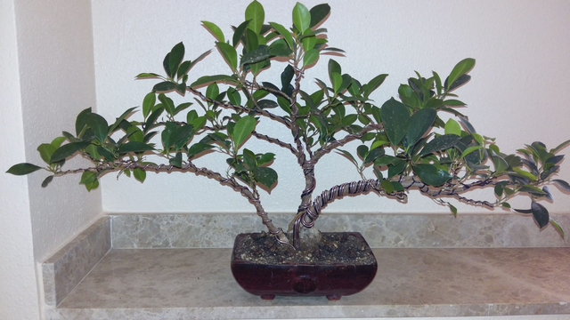 bonsai2.png