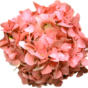 Tropical-Sunrise-162.png