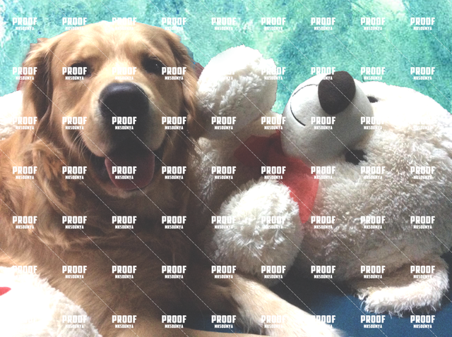 doggooo.png