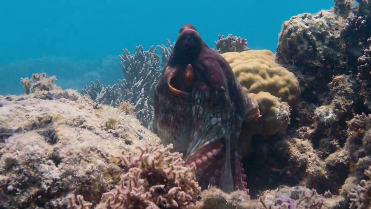 Secrets of the Octopus Screenshot
