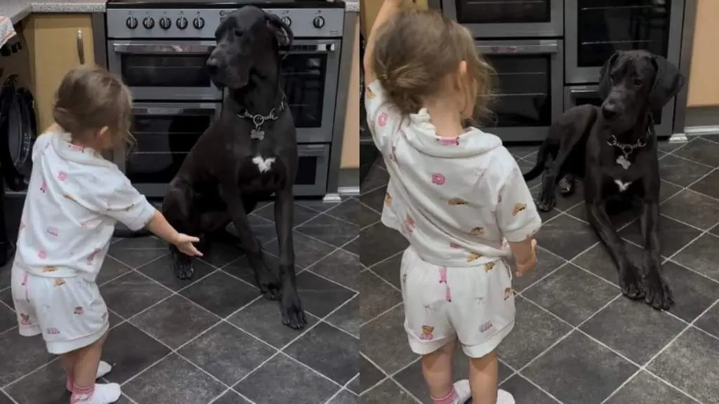 Toddler Charms Large Dog into Performing Tricks for Treats
