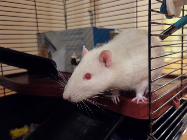 henry (2)