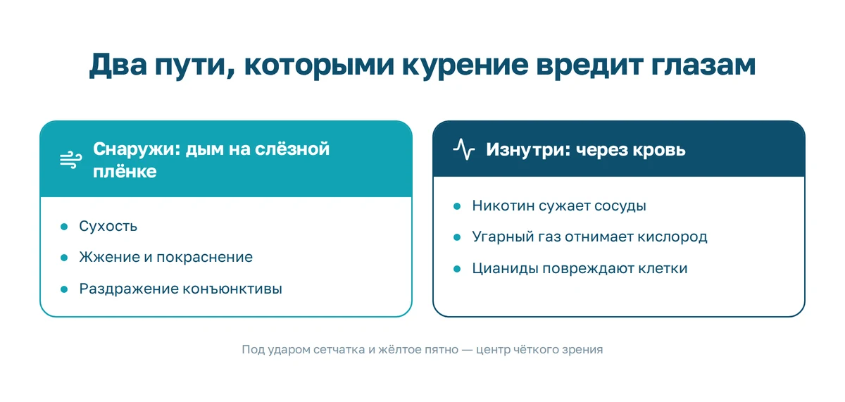 Курение и глаза: что табачный дым делает с сетчаткой, слезной пленкой и зрительным нервом и что меняется после отказа Инфографика: два пути воздействия табачного дыма на глаз, снаружи на слезную пленку и через кровь на сетчатку