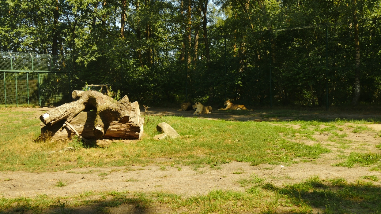 Serengeti-Park / Серенгети-Парк и кусочек Касселя