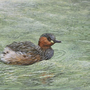 dabchick