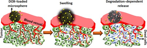 Degradation-Dependent Controlled Delivery of Doxorubicin by Glyoxal Cross-Linked Magnetic and Porous Chitosan Microspheres