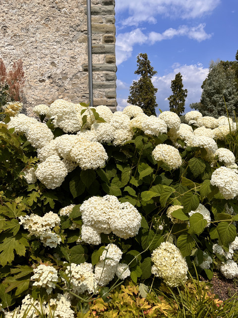 IMG-7100