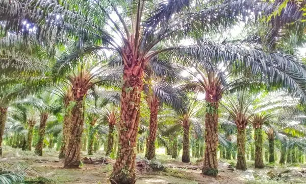 Indonesia to Centralise Control Over Key Commodity Exports