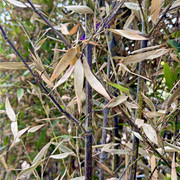 IMG 6808
