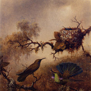 White-Vented-Violet-Eared