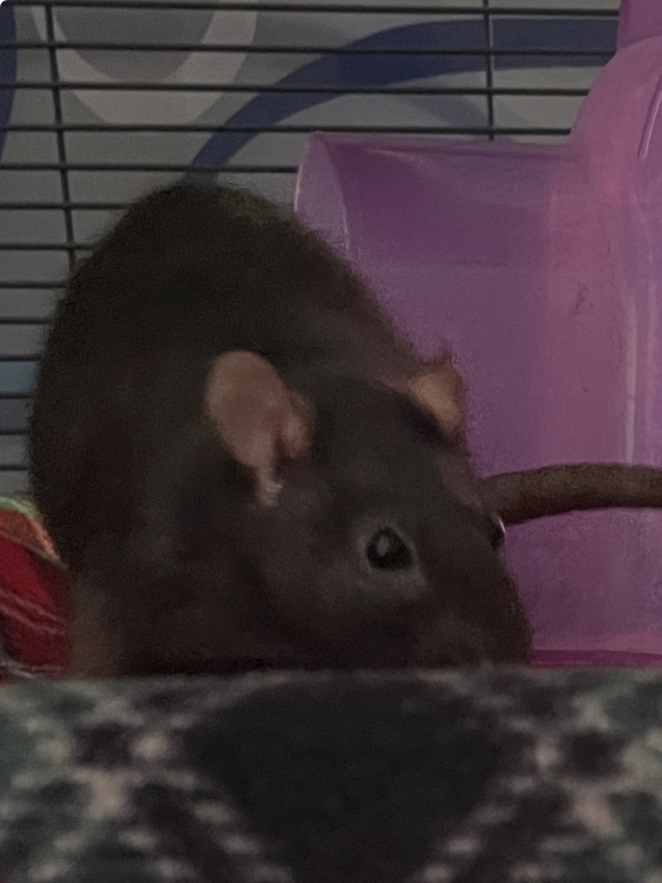 BB2