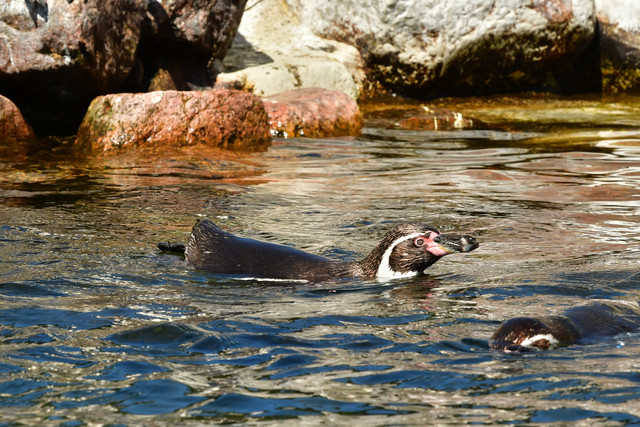 Penguins swimming together in the enclosure