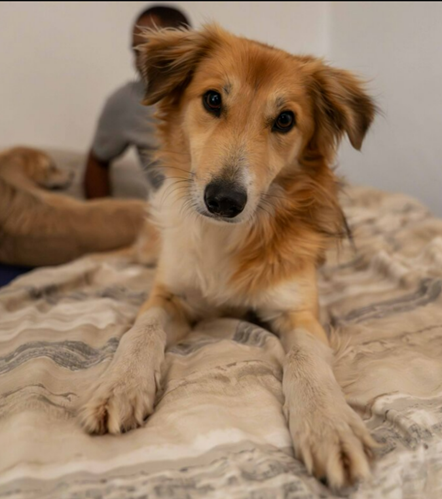 Mixed Breed