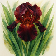 Kosatce 1