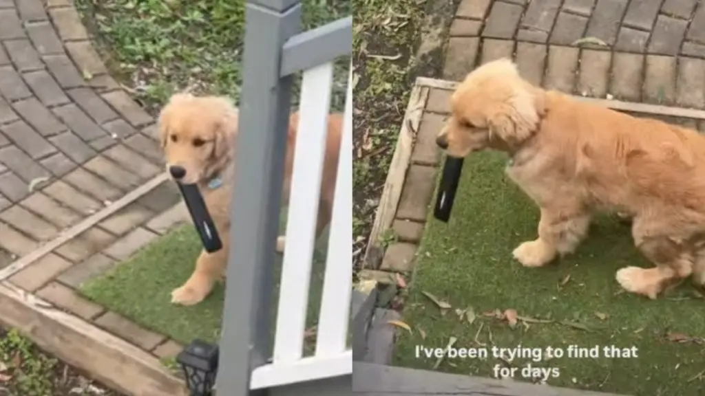 Golden Retriever Puppy Revealed as TV Remote Thief After Three‑Day Search