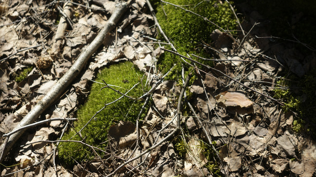 DSC9476.jpg
