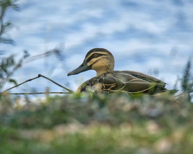 duck2 s.jpg