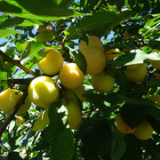 DSC00451-5