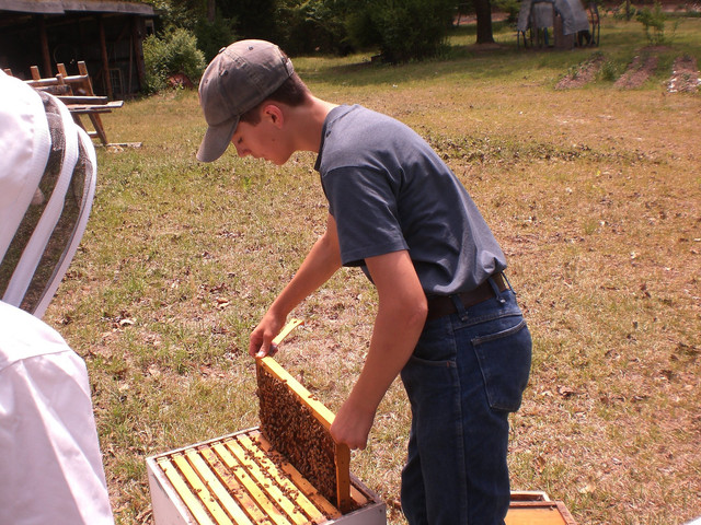 caleb-working-bees